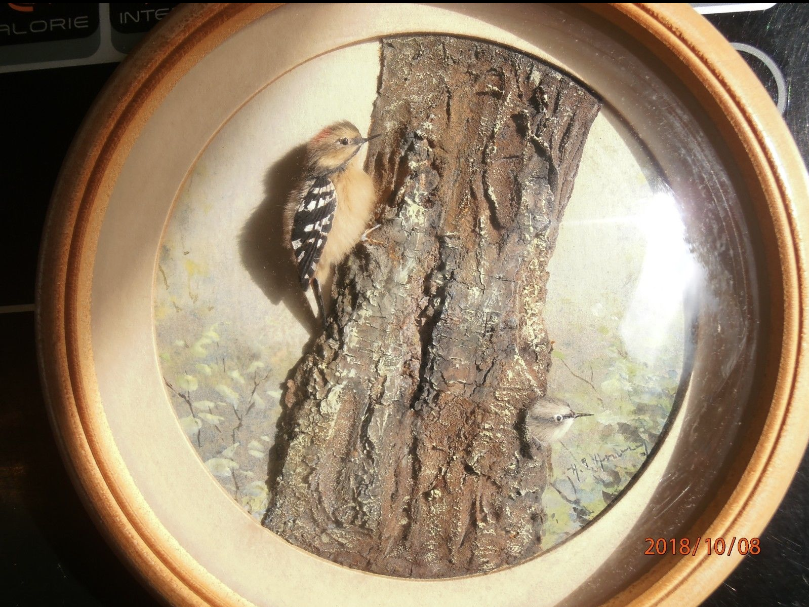 Downey Woodpeckers (Version 2) (5-inch)